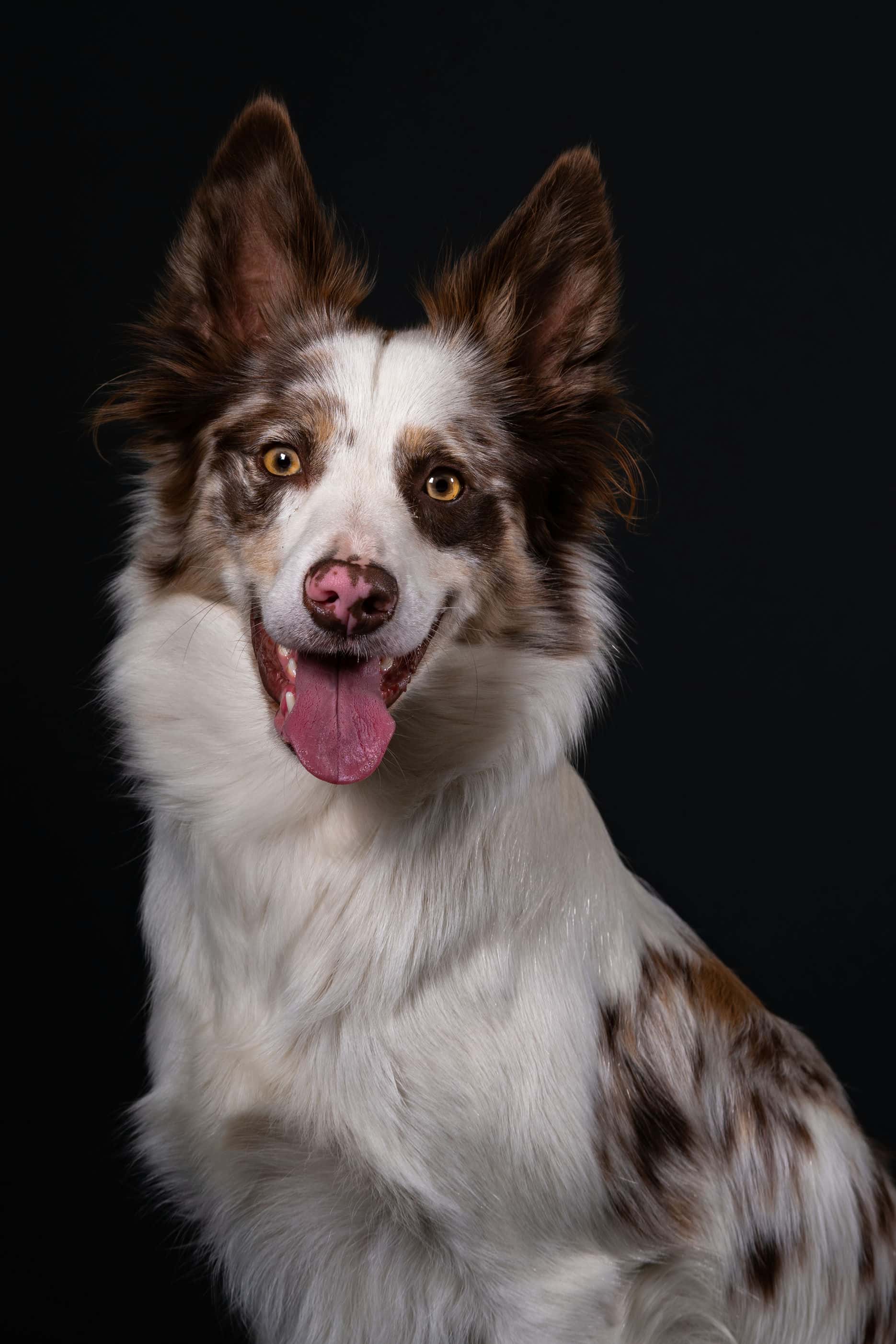 catégorie animalier